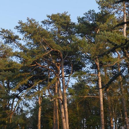 Bain De Foret - Lodges Cosy & Spa Neufchâtel-Hardelot Exterior foto