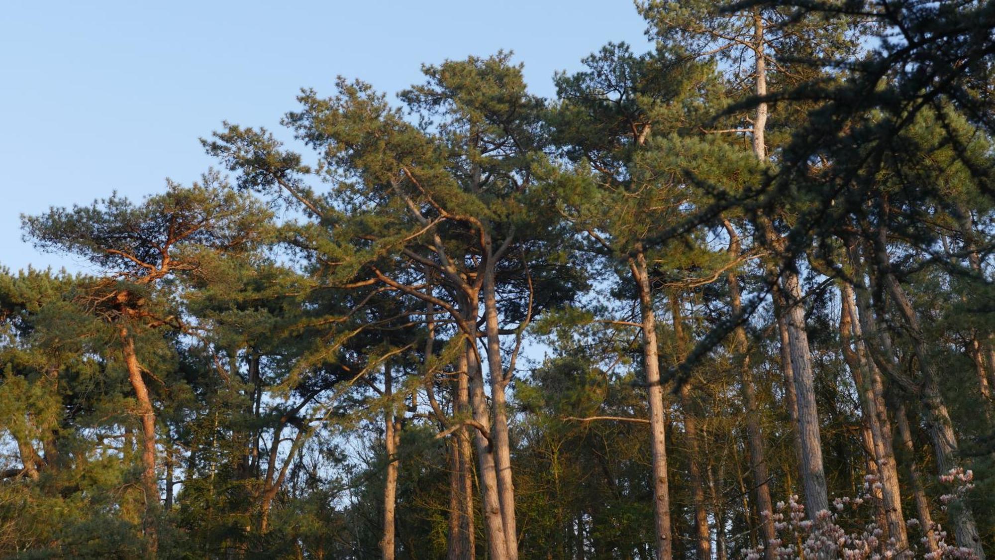 Bain De Foret - Lodges Cosy & Spa Neufchâtel-Hardelot Exterior foto